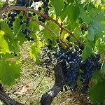 Agroturizem Franceze Koman