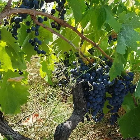 Agroturizem Franceze Koman