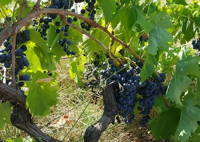 Agroturizem Franceze Koman